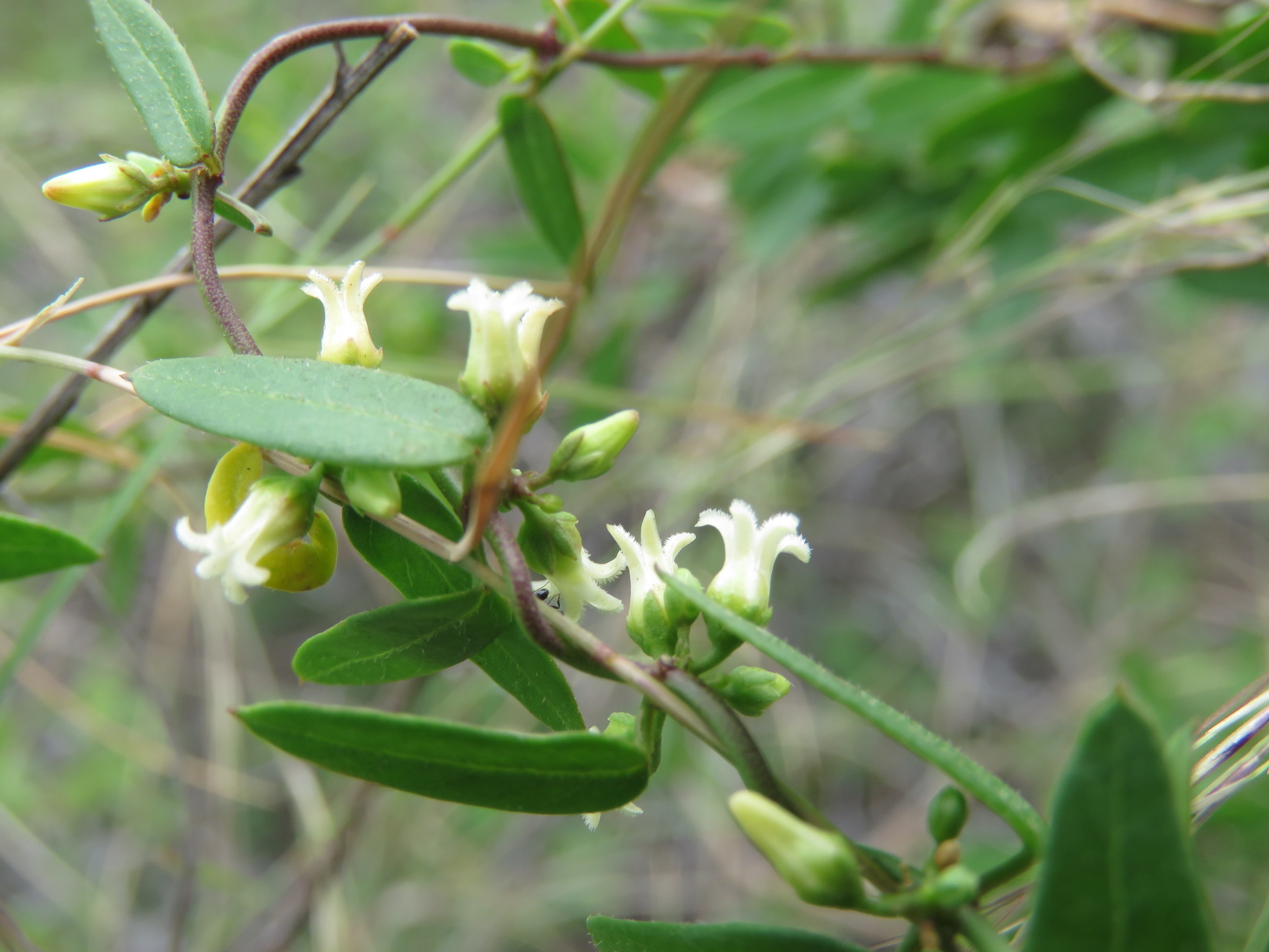 Metastelma barbigerum