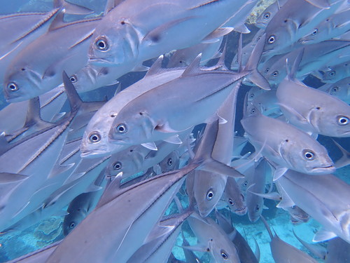 Bigeye Trevally