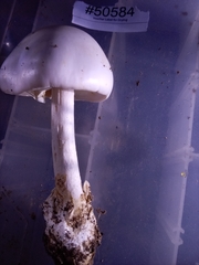 Amanita magnivelaris