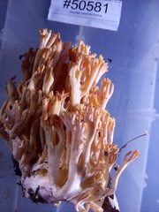 Ramaria subbotrytis