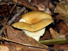 Hygrophorineae