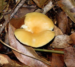 Hygrophorineae