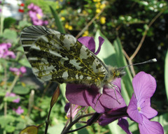 Anthocharis cardamines