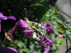 Anthocharis cardamines