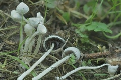 Psathyrella debilis