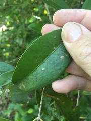 Elaeodendron melanocarpum