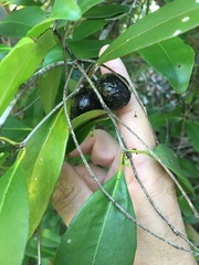 Elaeodendron melanocarpum