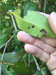 Elaeodendron melanocarpum