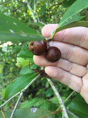 Elaeodendron melanocarpum