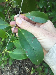Elaeodendron melanocarpum