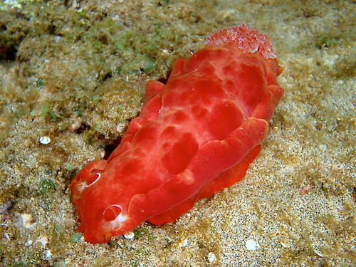 Hexabranchus sanguineus, 2013-05-08