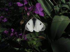 Anthocharis cardamines