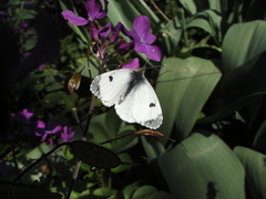 Anthocharis cardamines