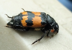 Nicrophorus hybridus