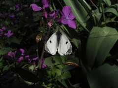 Anthocharis cardamines