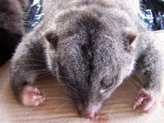 Phalangeridae