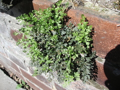 Asplenium ruta-muraria