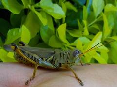 Melanoplus differentialis