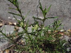 Lepidium ruderale