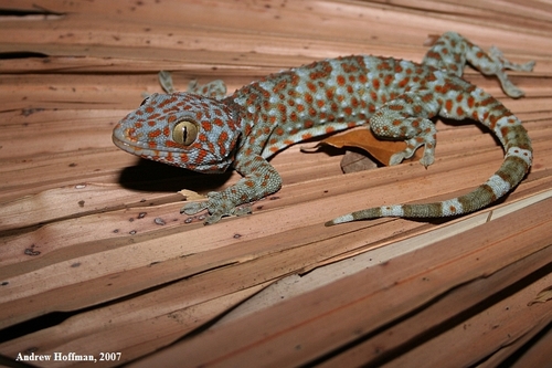 Tokay Gecko