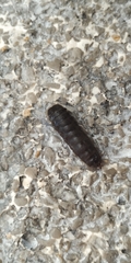 Pterygota