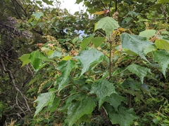 Mallotus paniculatus formosanus