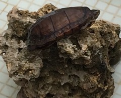 Kinosternon abaxillare