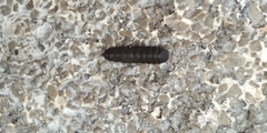 Pterygota