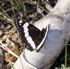 Limenitis weidemeyerii weidemeyerii