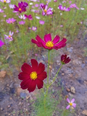 Cosmos bipinnatus