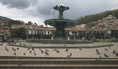 Columba livia domestica