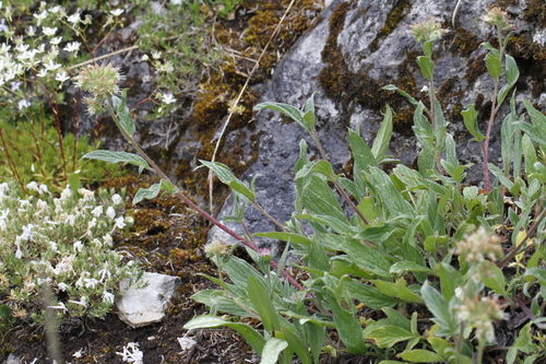 Image of Phacelia leptosepala by (c) J Straka, some rights reserved (CC BY)