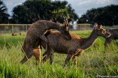 Rusa timorensis