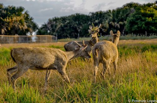 Javan Rusa, photo 10 of 10
