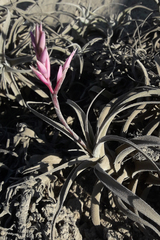 Tillandsia purpurea