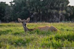 Rusa timorensis