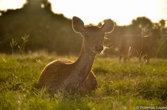Rusa timorensis