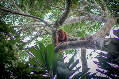 Alouatta sara