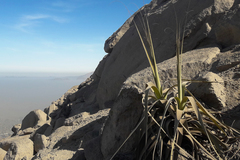 Tillandsia latifolia