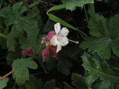Geranium macrorrhizum