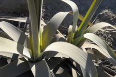 Tillandsia latifolia