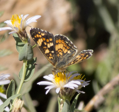 Phyciodes pulchella camillus