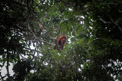 Alouatta sara
