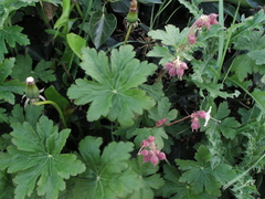 Geranium macrorrhizum