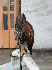 Parabuteo unicinctus