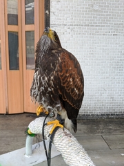 Parabuteo unicinctus