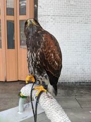 Parabuteo unicinctus