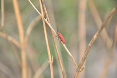 Dictyoptera