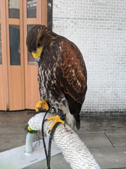 Parabuteo unicinctus