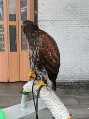 Parabuteo unicinctus